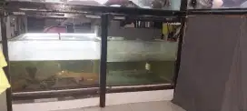 Aquarium 70x50x40 2 biji