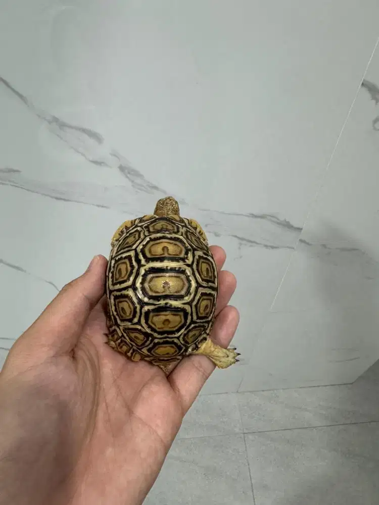 baby pardalis snow