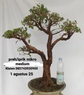 Bonsai preh mikro tinggal pajang
