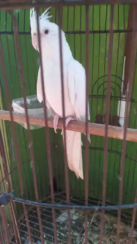 Falk albino mm betina