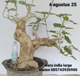 Bonsai waru india besar
