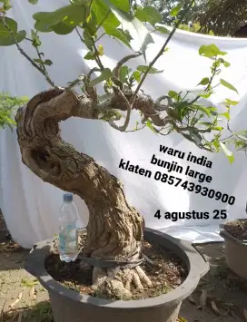 Bonsai waru india bunjin besar