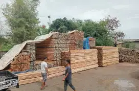 Jual bambu steger 6 meter