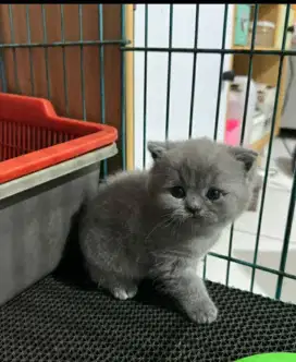 Anak kucing kitten BSH