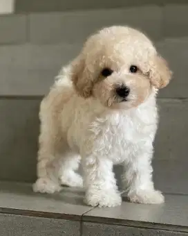 DIJUAL ANAK ANJING POODLE
