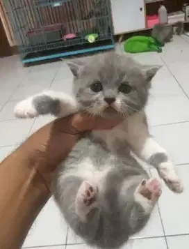 Kitten BSH jantan Nonped