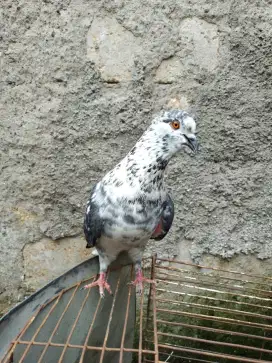Burung dara merpati tinggi full blorok sepasang