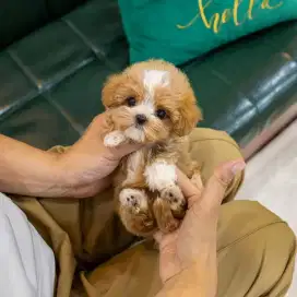 DIJUAL ANAK ANJING POODLE MIX MALTESE