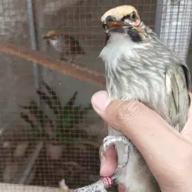 Burung Cucak Rowo Sepasang