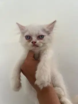 Persia flatnose