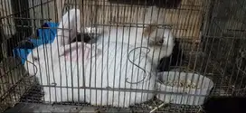 Kelinci Lokal dan Kelinci Fuzzy lop (Jantan)