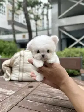 DIJUAL ANAK ANJING POM MIX POODLE
