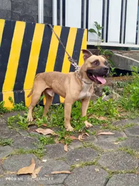 AMERICAN BULLY male