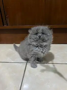 KUCING SCOTTISH FOLD BRITISH SHORTHAIR JANTAN