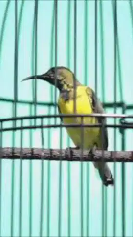Burung ijoan trotol jantan