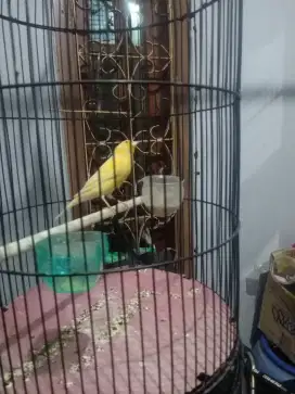 Kenari AF Gacor