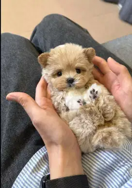 DIJUAL ANAK ANJING POM MIX POODLE