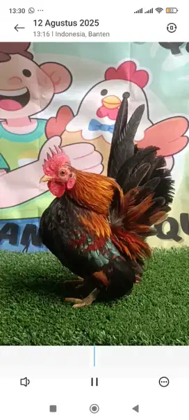 Ayam serama jantan