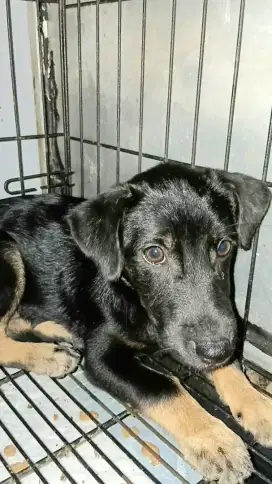 Labrador × Labrador mix Pitkam