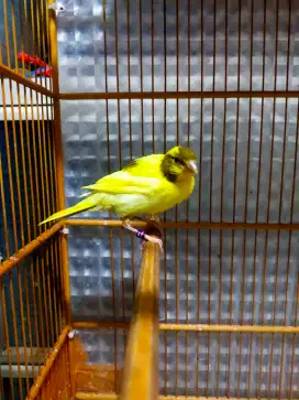 Burung kenari AFsf paud/anak jantan
