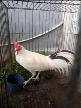 Ayam bekisar putih