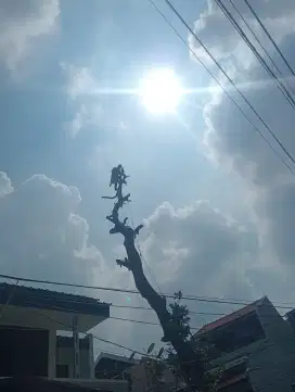 Jasa Tebang pohon