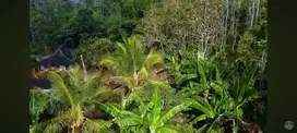 Tanah Murah, Kebun Jati