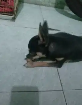 Chihuahua jantan 1thn lucu