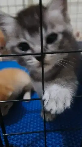 Kitten British short hair