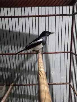 Burung kacer jabar gacor mapan fs Kandang ebod