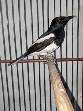 Burung kacer jabar gacor mapan fs Kandang ebod