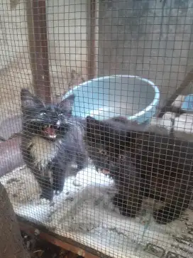 Anakan Kucing persia 1 pasang