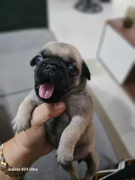 PUPPIES PUG Usia 1 bulan