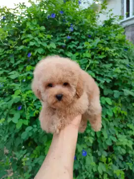 Poodel betina cantik