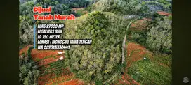 Tanah Murah, sudah SHM