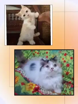 Sepasang Munchkin Cebol
