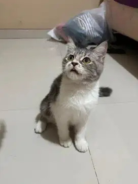 kucing Scottish Straight x Persia