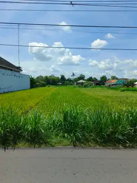 Dijual tanah sawah 6 menit dari pasar bantul