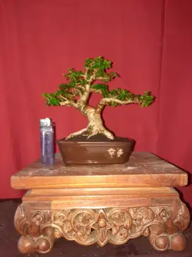 Bonsai sancang premna microphyla