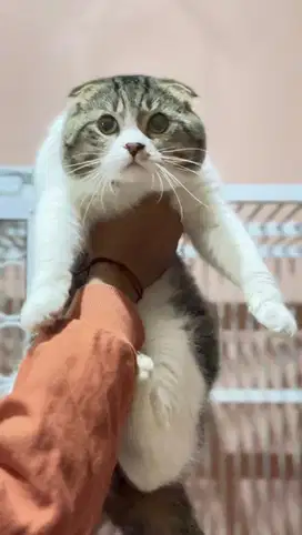 Scottish Fold triple fold