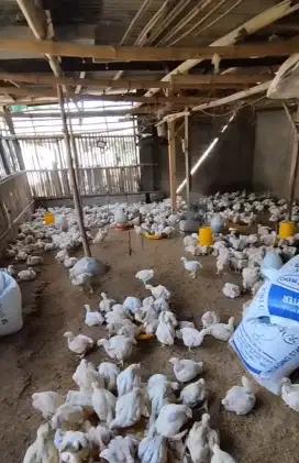 Ayam potong fresh