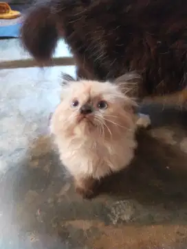 Himalaya ragdoll