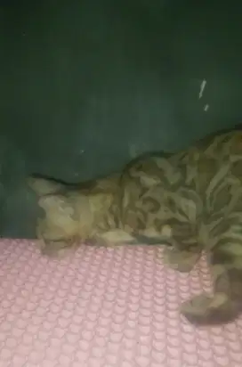 Kitten b3n9a1 semi hibah