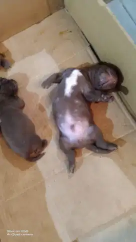 open adopsi jenis mini dachshund