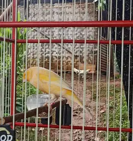 Kenari silangan BB x rasmi