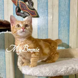 Kucing munchkin genetta british murmer