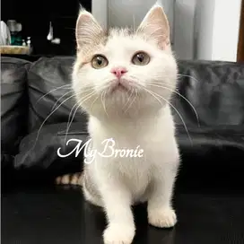 Kucing british shorthair murmer
