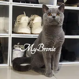 Kucing british shorthair jantan murah
