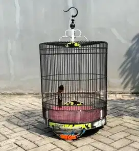 Murai batu medan ekor 22