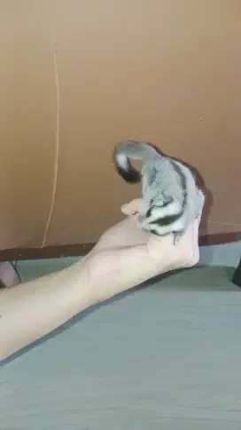 Sugar Glider Grey Jantan